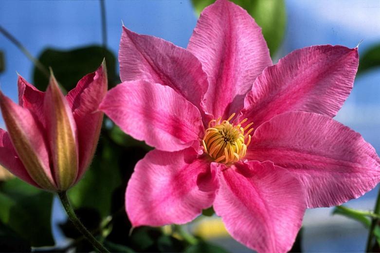 Clematis 'Abilene', Early Large-Flowered Clematis 'Abilene', group 2 clematis, Fragrant clematis, pink clematis, Clematis Vine, Clematis Plant, Flower Vines, Clematis Flower, Clematis Pruning